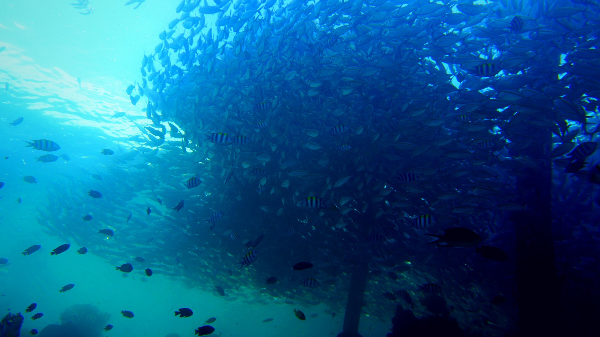 Dokumentasi Reef Check Underwater untuk Website COREMAPCTI Page (3)