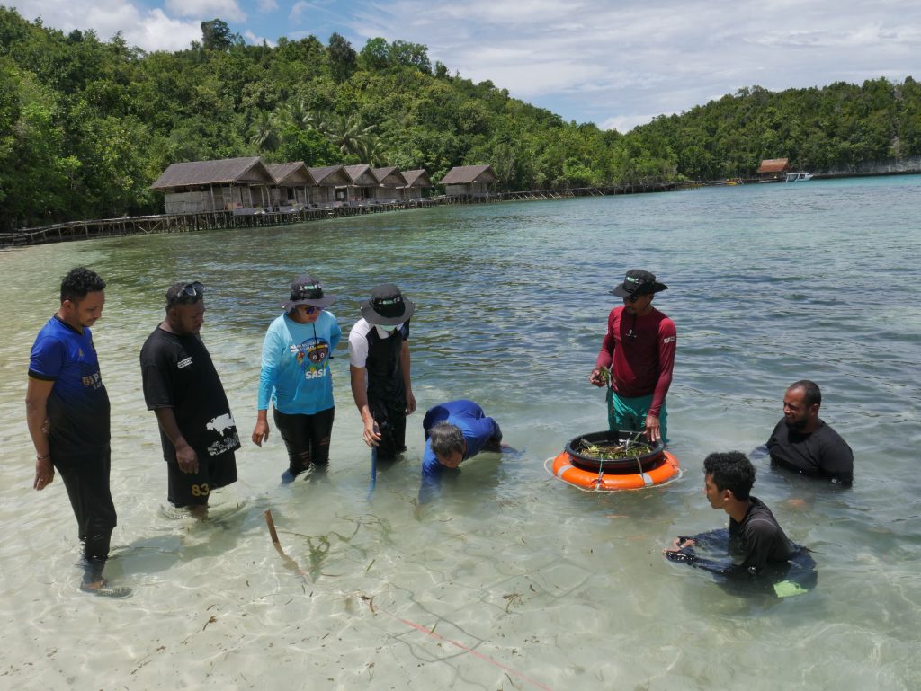 Praktek Rehabilitasi Lamun (9)