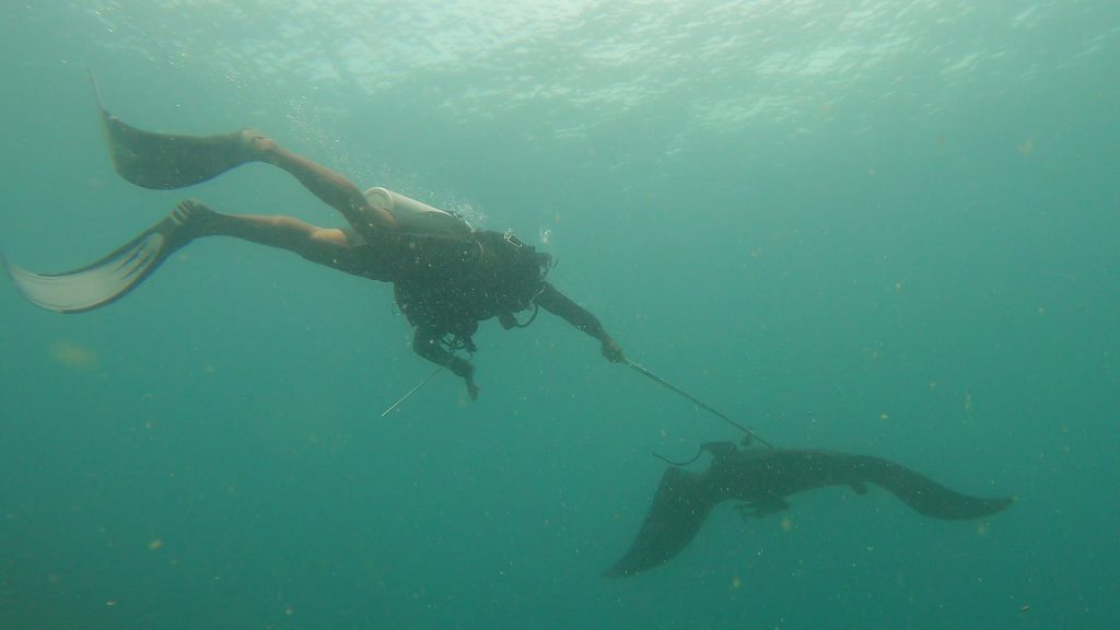 Manta Tagging