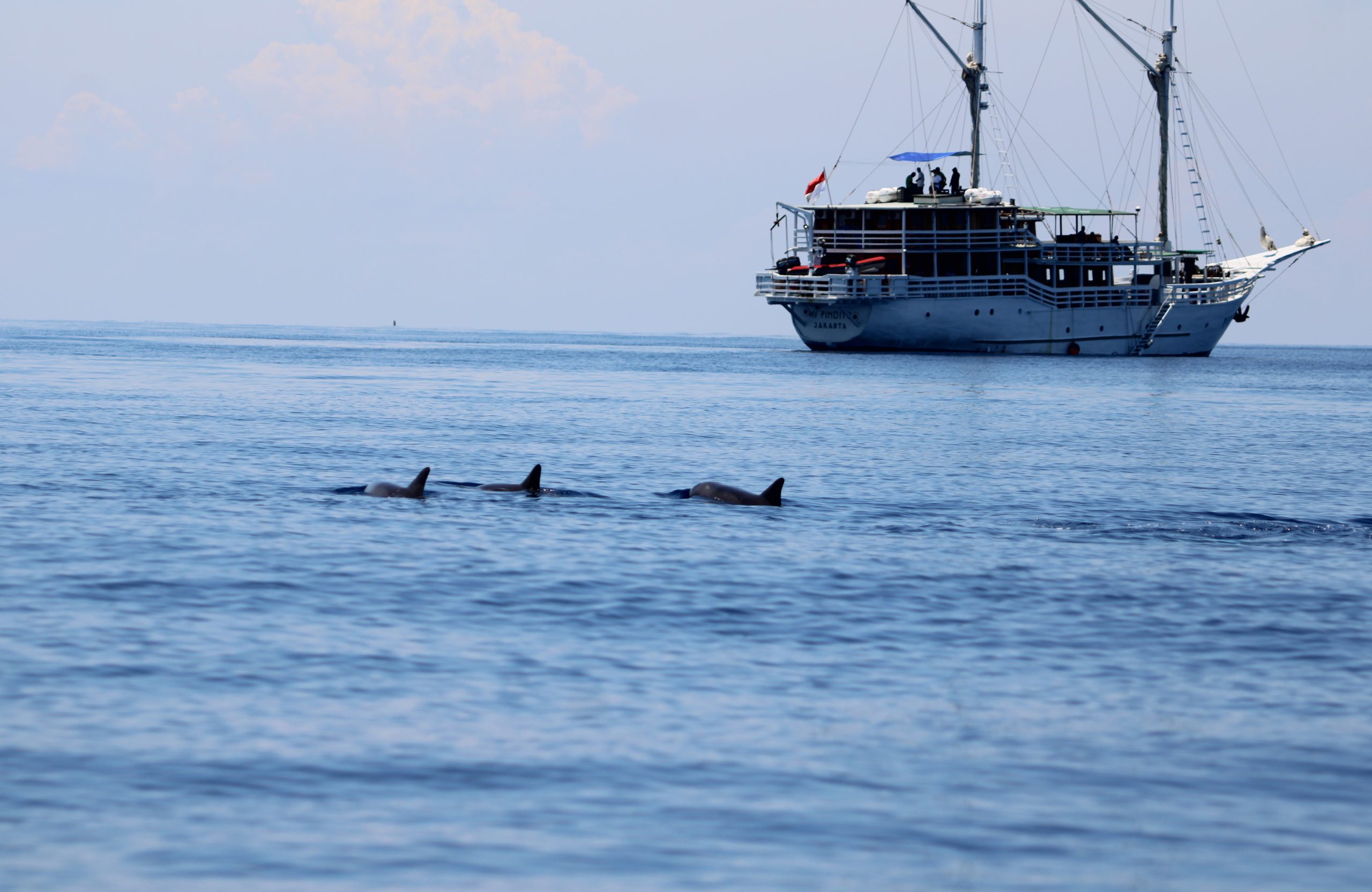 kemunculan paus pembunuh kerdil ketika survei kapal